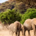 7 Incredible Wildlife Safari Adventures You Can’t Miss